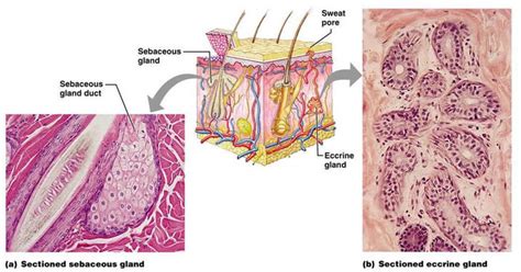 Skin Appendages - Integumentary System Project