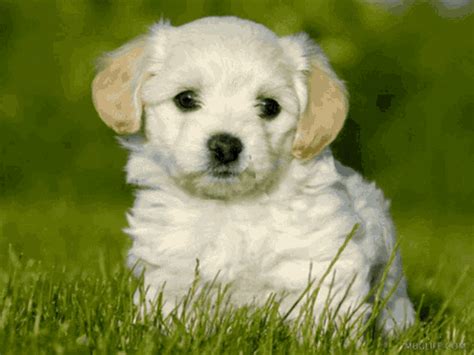 Puppy Love GIF - Puppy Love - Discover & Share GIFs