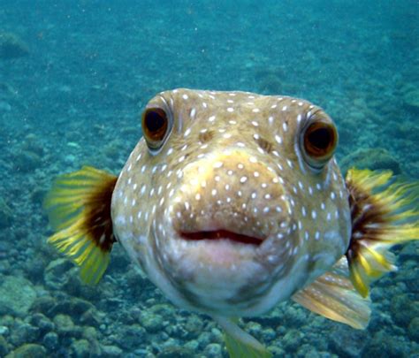 50 beaux poissons - des photos à étonner 2024