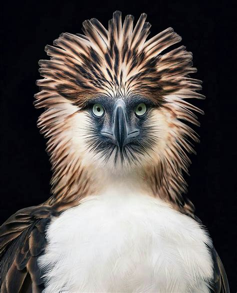 Philippine eagle. : r/pics