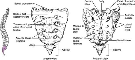 Sacrum Bone | Anatomy, Function & Location | Study.com