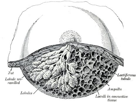 Anatomy Of The Mammary Gland