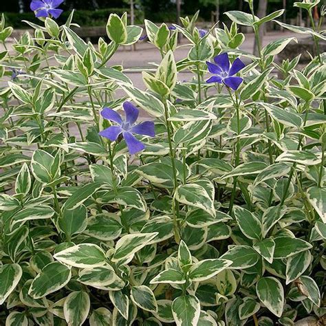 Vinca major 'Variegata' | Erica Garden