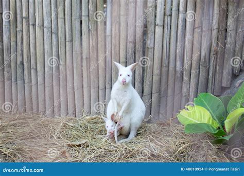 Albino Wallaby with baby stock photo. Image of marsupial - 48010924