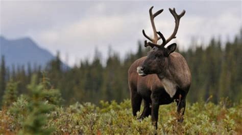 New research shows continued habitat loss will drive caribou to ...