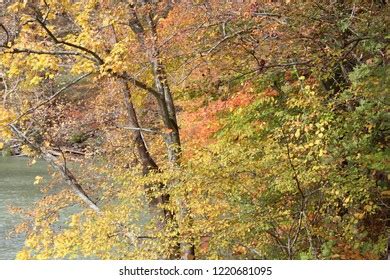 103 Oark Trees Images, Stock Photos & Vectors | Shutterstock