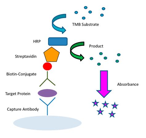 ELISA detection scheme using the enzyme horseradish peroxidase (HRP ...