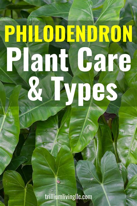 How to Grow Philodendron, Types & Care Tips - Trillium Living ...