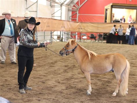 Canadian National Miniature Horse Show names Supreme Halter Champion ...