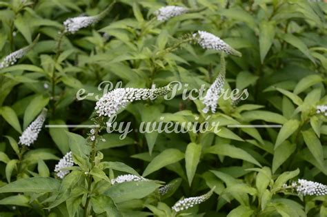 Lysimachia clethroides – e-Plant Pictures