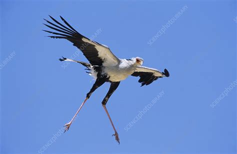 Secretary bird flying - Stock Image - F023/2490 - Science Photo Library