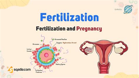 Fertilization and Pregnancy