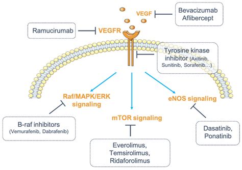 Diagnostics | Free Full-Text | Nephrotoxicity of Anti-Angiogenic Therapies