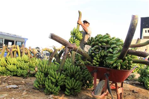 PERMINTAAN PISANG BARANGAN | ANTARA Foto