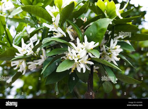 Citrus unshiu Owari Satsuma in full flower Stock Photo - Alamy