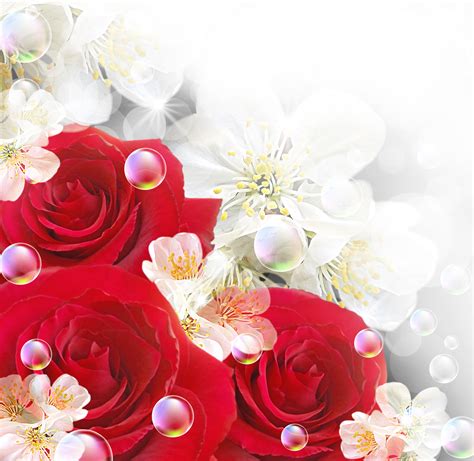 Background with Red Roses and White Flowers | Gallery Yopriceville ...