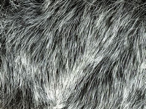 Texture of gray wolf hair fur. Texture of fur. Wool of wolf. Wool of ...