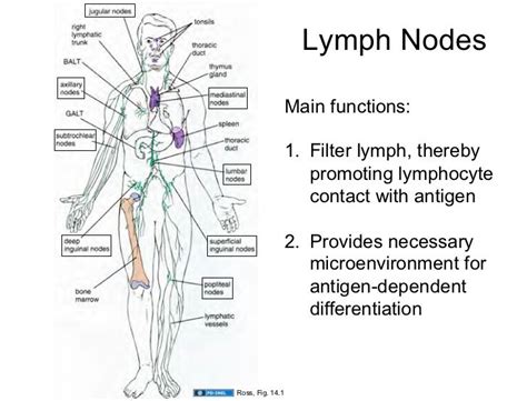 Image result for lymph nodes function | Lymph nodes, Thoracic duct ...