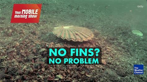 Watch sea scallops swim - Videos from The Weather Channel