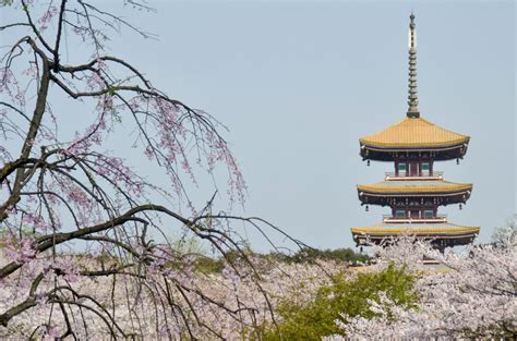 Wuhan's East Lake Cherry Blossom Park 东湖樱花园