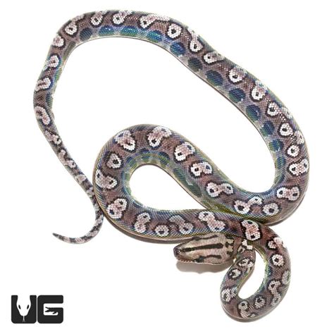 Brazilian Rainbow Boa For Sale - Underground Reptiles