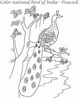Printable Peacock Coloring Pages sketch template