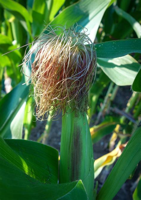 Corn Plant Green - Free photo on Pixabay - Pixabay