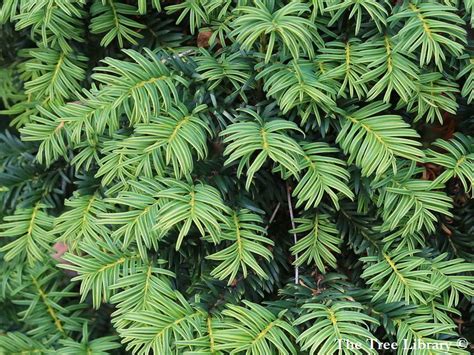 Taxus baccata - Description | CG Encyclopedia