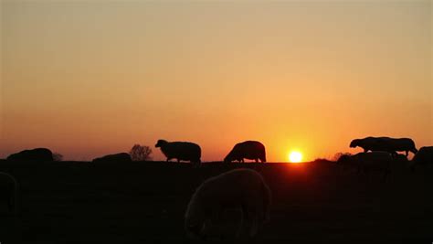 Sheep at Sunset Stock Footage Video (100% Royalty-free) 8541058 | Shutterstock