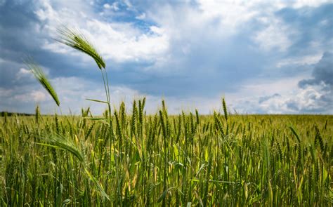 Cropland · Free Stock Photo