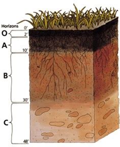 Soil Horizons | Soils 4 Teachers