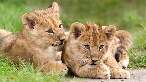 Lion Cubs African ed, Baby Lion Cubs HD wallpaper | Pxfuel