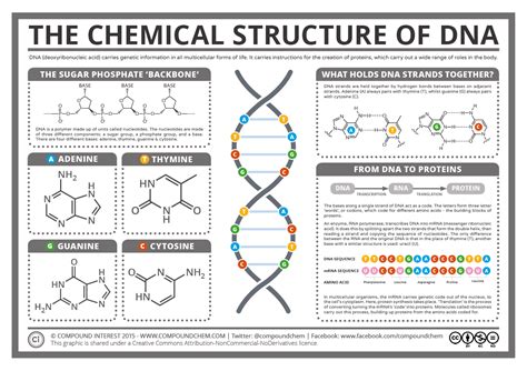 Compound Interest - The Chemical Structure of DNA