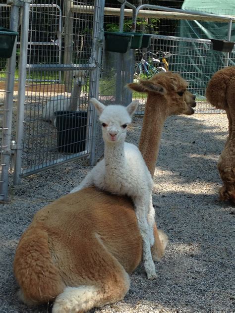 Alpaca photos — East Coast Alpacas