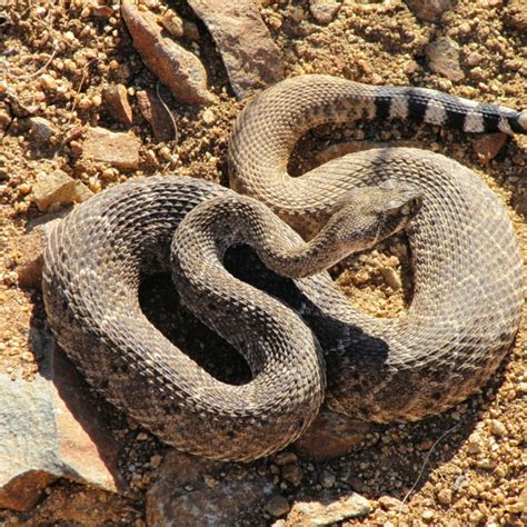 Mohave rattlesnake in Joshua Tree National Park, California - Mostly nocturnal animals include ...