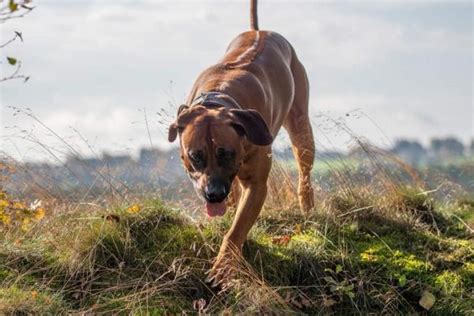 Get Pro-Grade Dog Training For Your Rhodesian Ridgeback Puppy - The DailyMoss