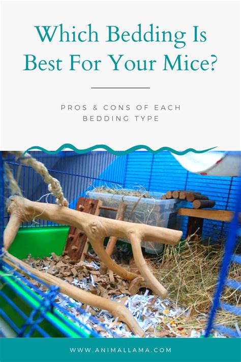 Which Bedding Is Best For Pet Mice? Pros & Cons of Each | Pet mice ...