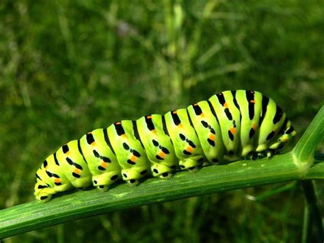 ORUGA DE COLORES » Un insecto muy colorido para pintar