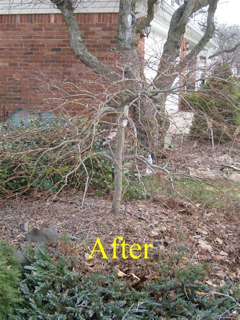 Spring Pruning – Laceleaf Japanese Maple – Livonia, MI @ Tree Service ...