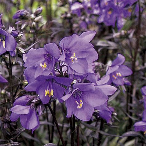 Flower Homes: Jacob's Ladder Flowers