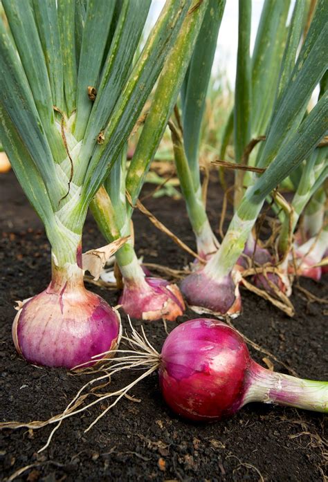 All About Women's Things: How to Grow Onions in Your Garden