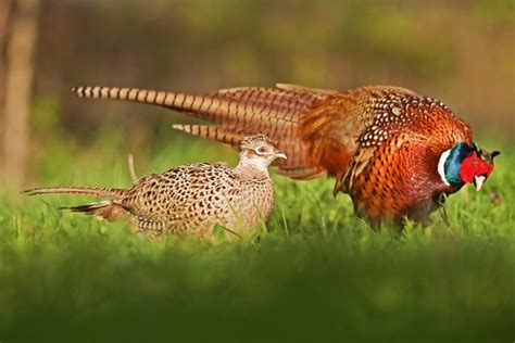 Ringneck Pheasant Chicks for Sale | Cackle Hatchery