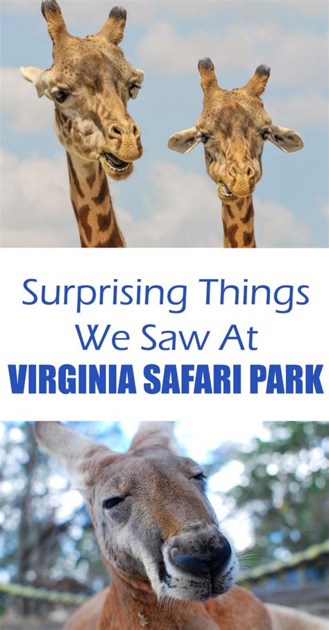 Surprising Things We Saw At Virginia Safari Park - have-kids-will ...