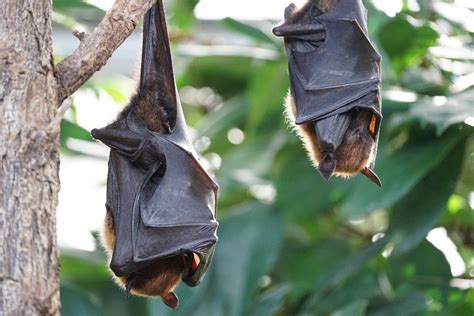 Four Species of Horseshoe Bat Can Possibly Cure Coronavirus | BOOMSbeat