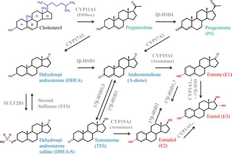 Frontiers Physiology And Pathophysiology Of Steroid Biosynthesis | Free ...