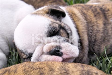 Sleeping English Bulldog Puppy Stock Photo | Royalty-Free | FreeImages