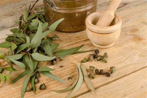 5 Ways Eucalyptus Oil Can Help You in a Natural Way