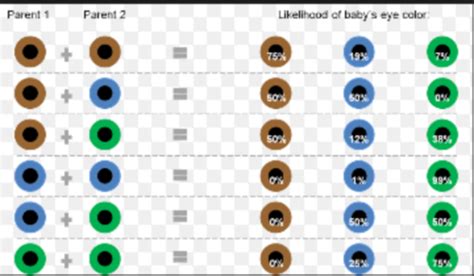 eyes recessive dominant google search cores de olhos olhos cores - genetics gcse biology ...