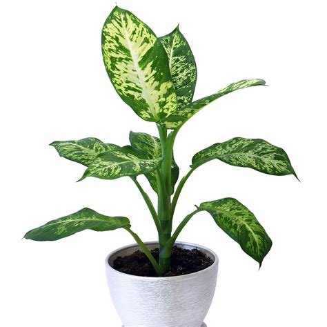 10 Best Houseplants for Low Light - Sunset Magazine