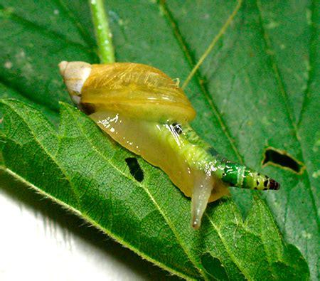 Apologetics Press - Slugs and Snails: Slimy, but Amazing